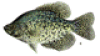 Peraturan Main S12888
