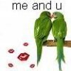 Jalan Merawat Lovebird Untuk Perlombaan