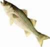 Midwest Trout Fishing