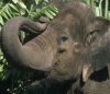Mordeci Brother Of Soifer From Ganda